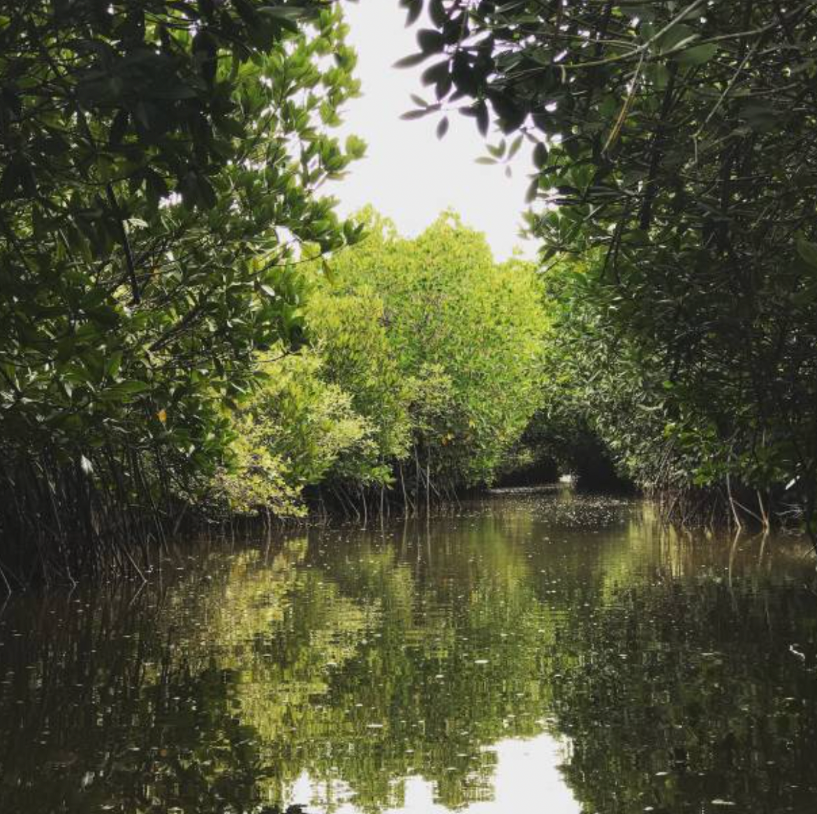 Restoring Our Atmosphere: The Power Of Ocean Restoration