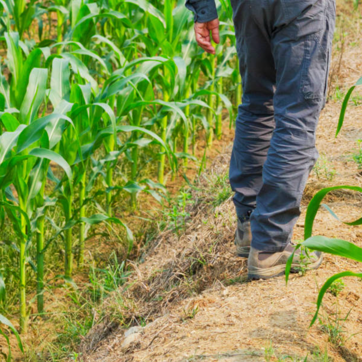 Growing Organic Food Through Regenerative Soil Practices