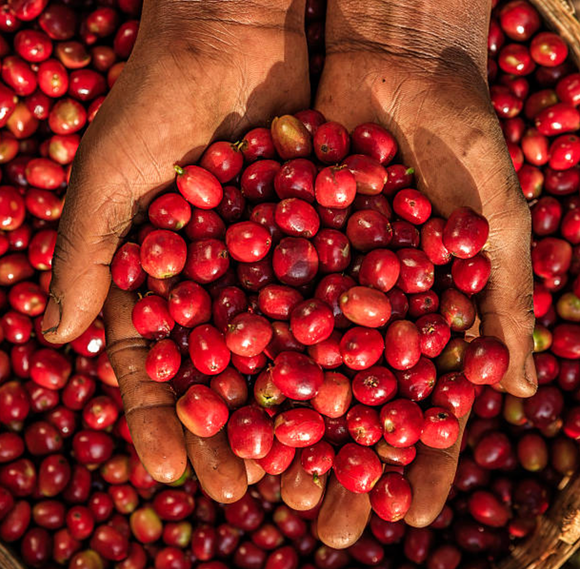 How Nations Can Build A Thriving Economy From Native Raw Materials